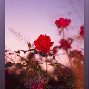 Meet your Posher, Zoe